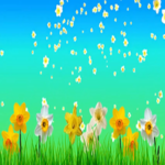 Футаж цветочный Нарциссы Красивый фон для видео-монтажа