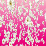 Футаж Ромашки на розовом Яркий цветочный фон для монтажа